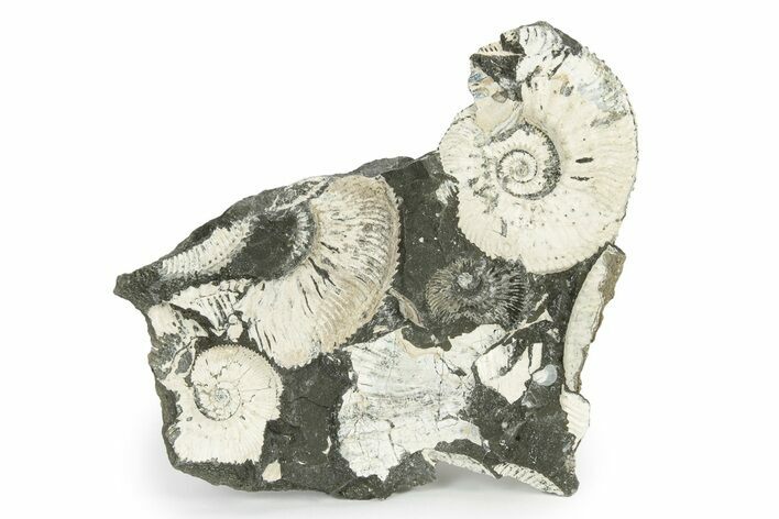 Jurassic Ammonite (Kosmoceras) Fossil - Gloucestershire, England #243481